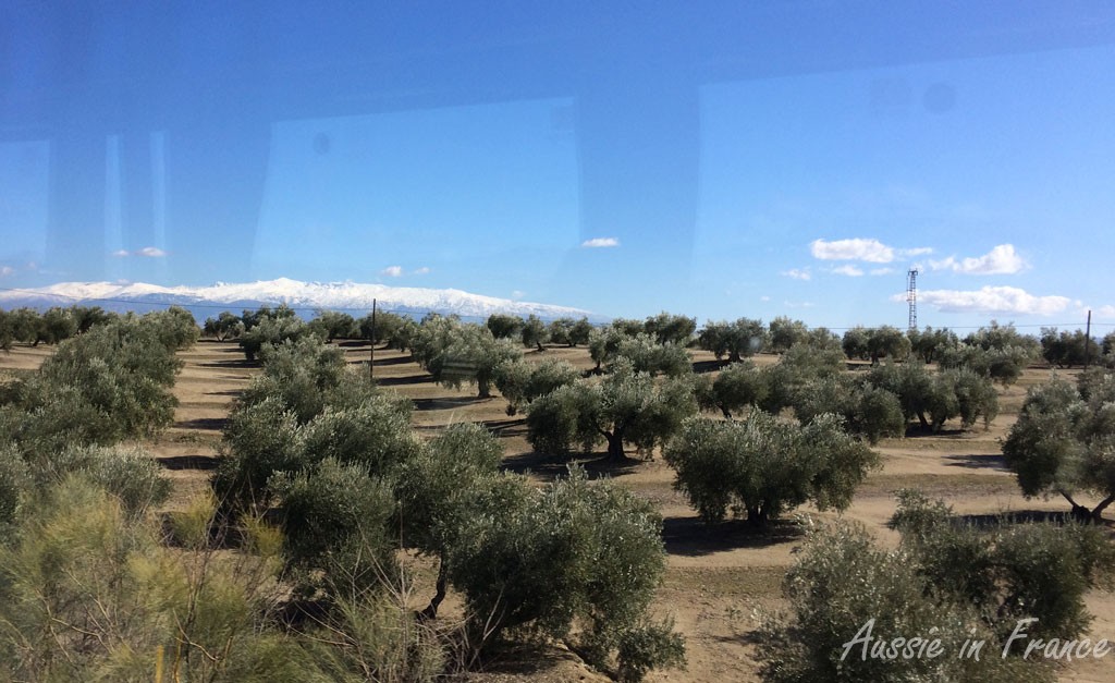 Olives and the Sierra Nevada from the bus on the way to Grenada