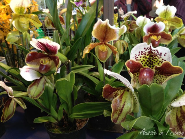 Cultivated orchids on display