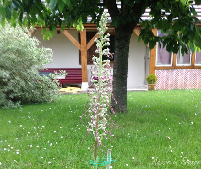 Mrs Previous Owner's photo of their lizard orchid. The stem is as long as the flower and you can see they've staked it.