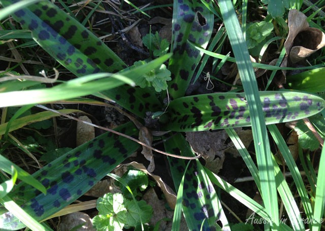 Purple orchid leaves with their blood spots in February
