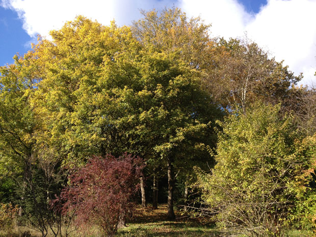 our_wood