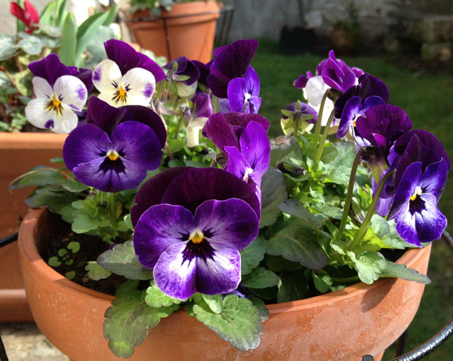Hardy little pansies