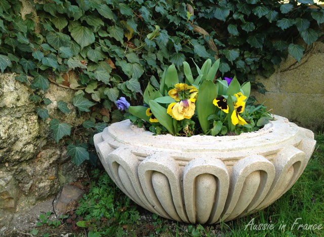 Pansies and bulbs