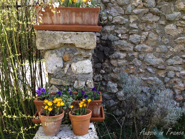Crocuses and pansies against the front fence