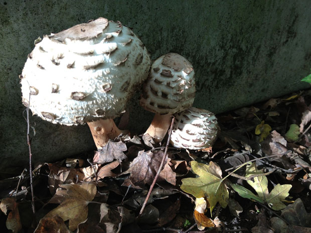 parasol_mushrooms
