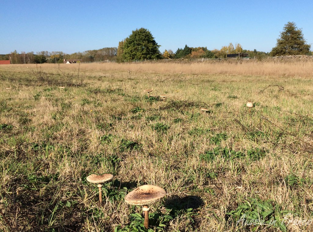A field of parasol mushrooms
