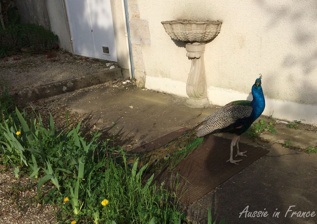 The resident peacock at our B&B