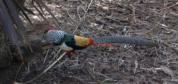 pheasant