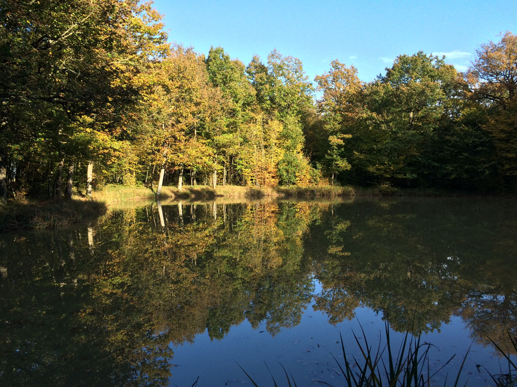 A typical day in autumn this year, though technically not an Indian summer because we haven't had any frost yet and it's not November 8 yet!