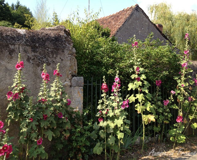 Hollyhocks in front of the little house