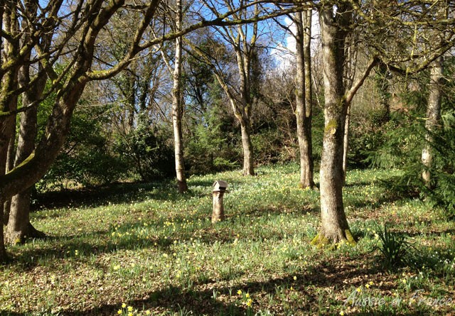 Daffodils in spring