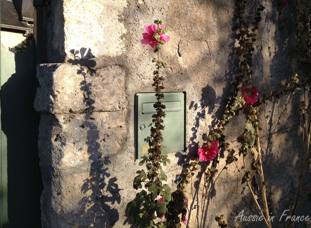 The last hollyhocks of the season