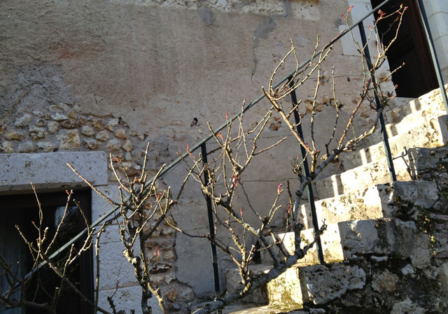 The Pierre Ronsard rose bush after pruning
