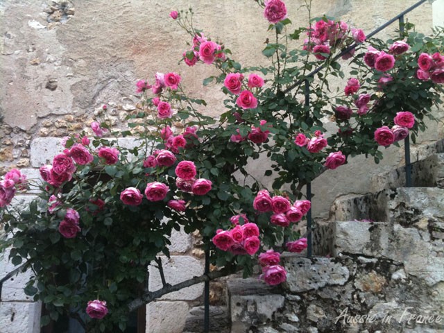 Front steps in June when the roses are in full bloom