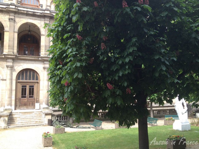 Pink chestnut tree in the Hôtel Dieu garden