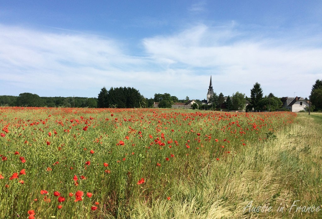 A poppy field