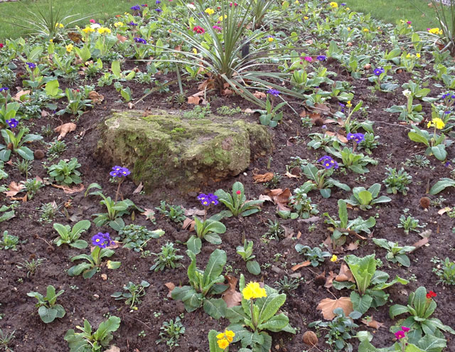 Newly planted primroses in Rue du Louvre