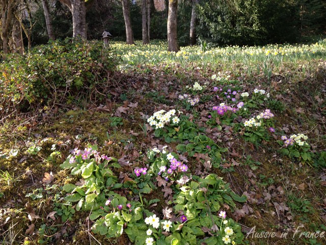 Primroses on the way up to our little wood
