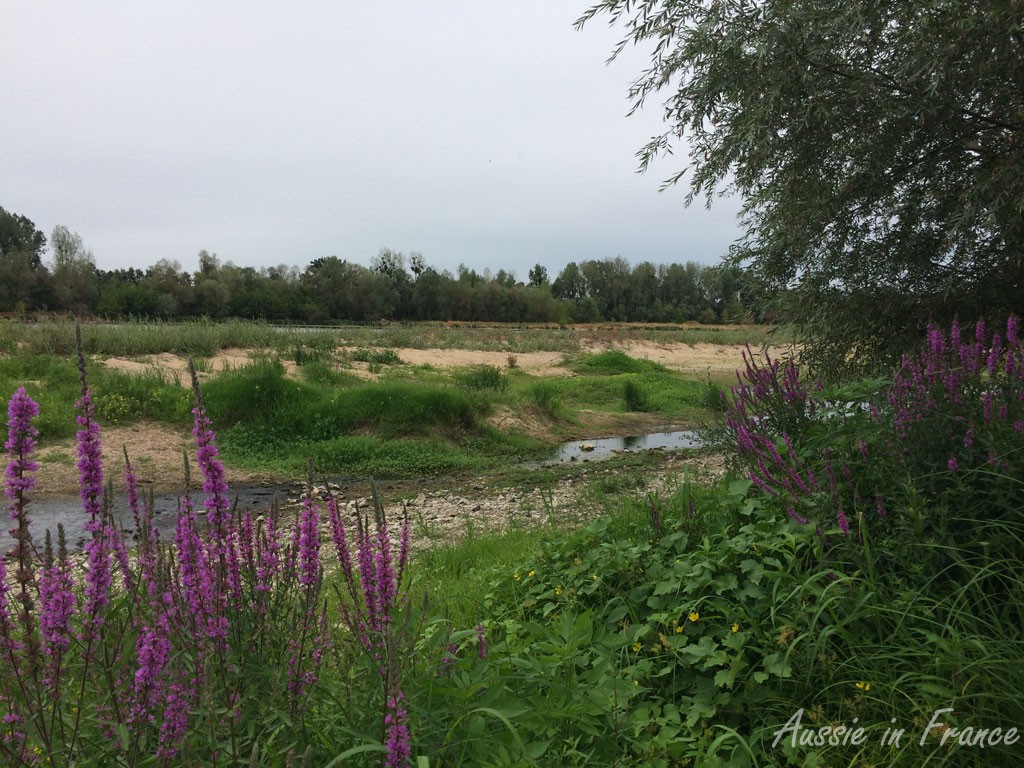 Purple flowers along the banks of the Loire