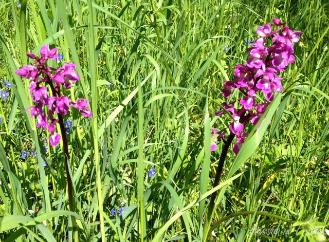 Purple orchis in our little wood in May last year