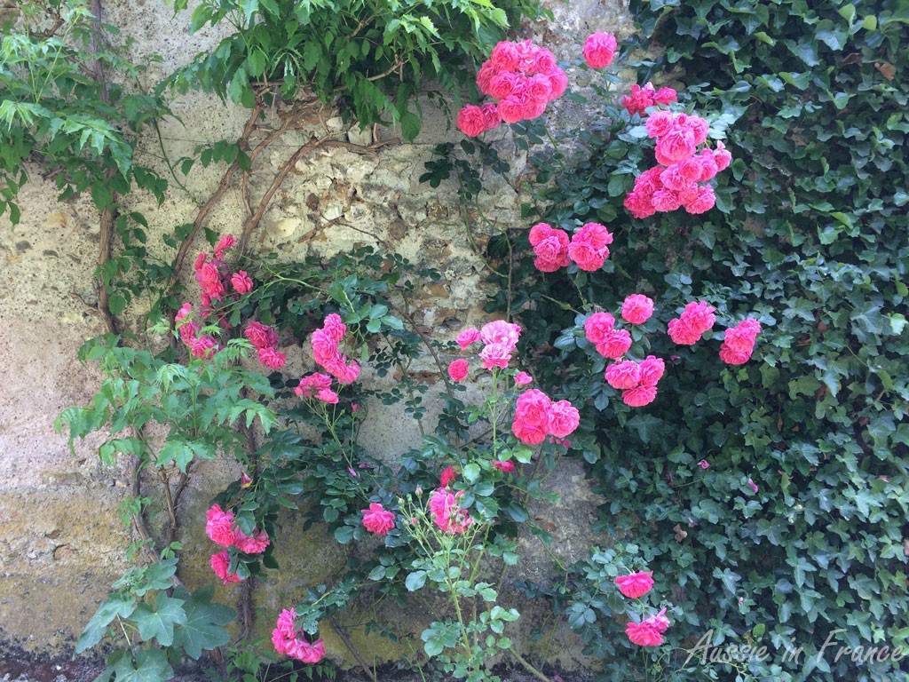 The Pierre Ronsard roses at the back of our house
