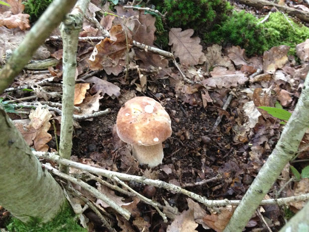 revealed_cep