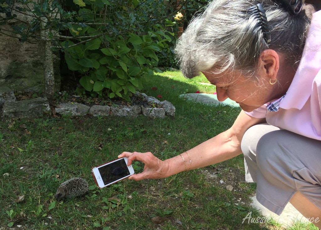 We can't resist this hedgehog!