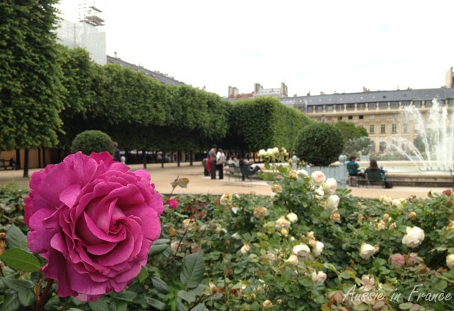 My favourite rose in the Palais Royal Gardens