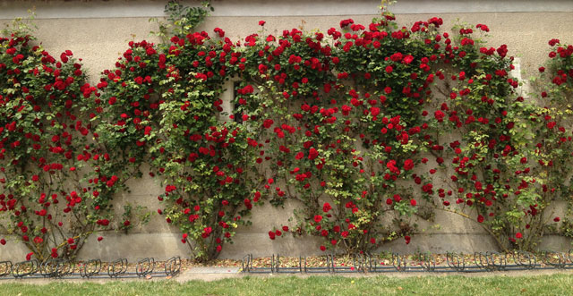 A wall of roses at Château de Cheverny on our bike route
