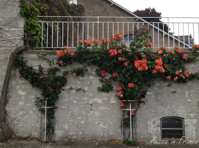Roses at Cour sur Loire