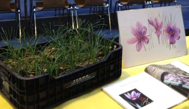 Crocus plants