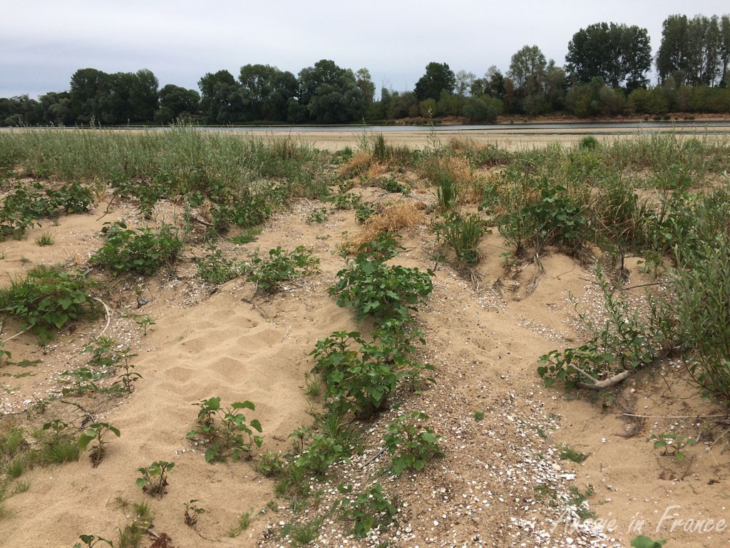 The sandy bank with its vegetation
