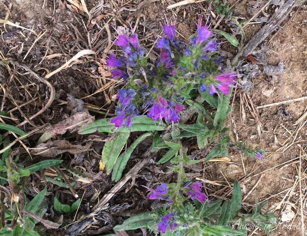 The second bluish-purple flowers