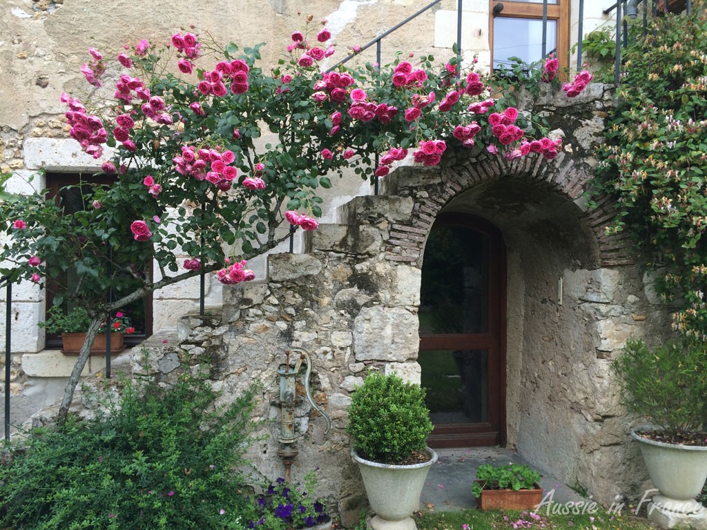 Our smewhat soggy though still beautiful Pierre Ronsard roses at their zenith