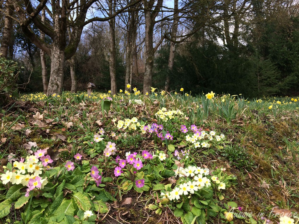 Spring in our little wood - one of the bright sides of life