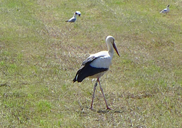 A stork in a field