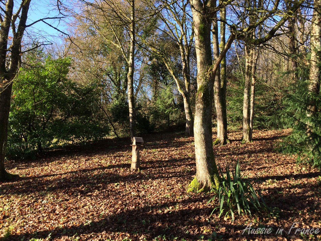 Sun in the little wood behind our house