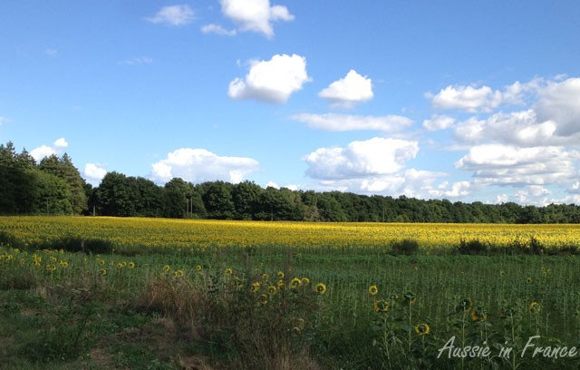 Sunflowers facing away from the sun!