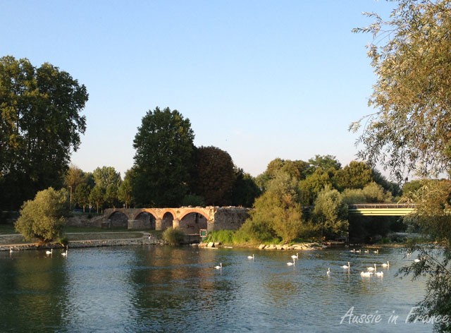 Swans on the Marne