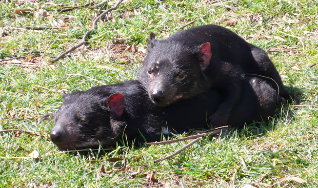 tasmanian_devlis_lumix