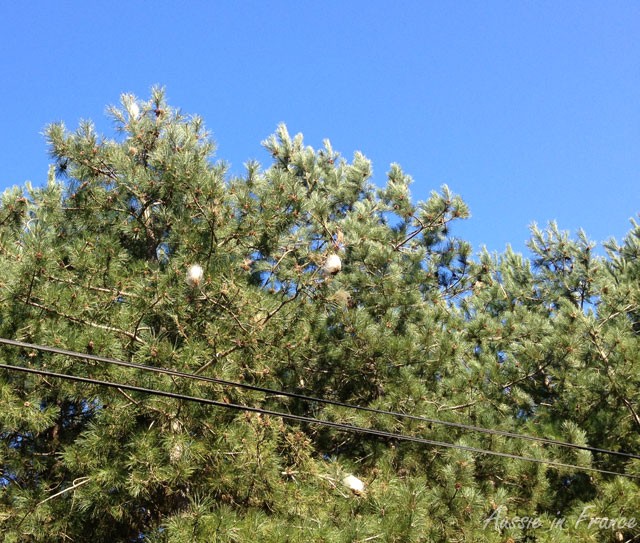 Tents made by pine processionary larvae