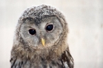 Chouette - without pointed tufts