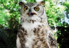 Chouette (no pointed tufts)