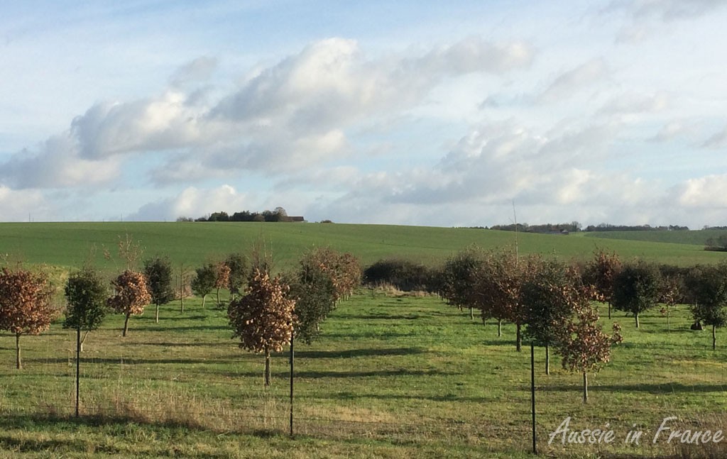 The truffle oak field