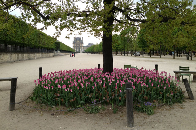 Tulips in the Tuileries with the Louvre in the background