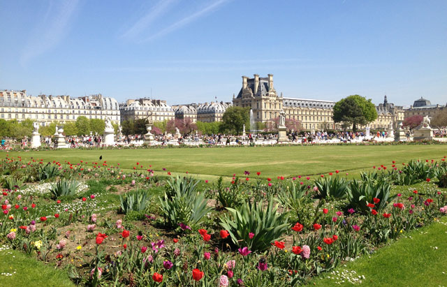 Tulips with the Louvre as a backdrop