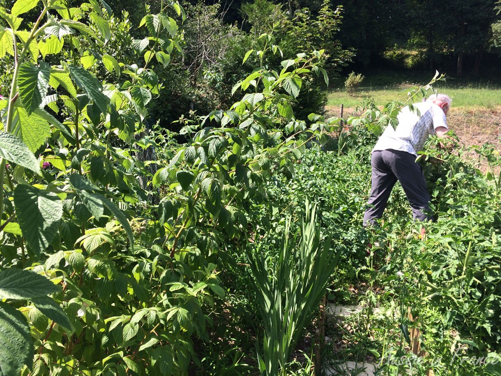 The overgrown vegetable patch when we got back from Germany