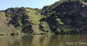 Les vignes poussent sur un coteau