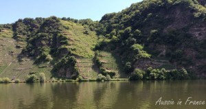 Les vignes poussent sur un coteau 