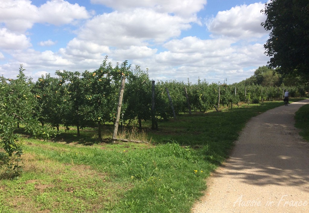 Vineyards along the cycle path between Beaugency and Meung-sur-Loire